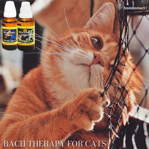 Bach Flower Mix for Cats: Natural Emotional Balance & Wellness