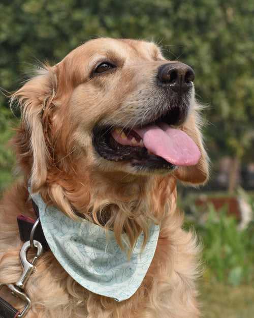 'Cat-dog' Bandana