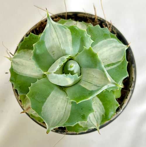 Agave Isthmensis Mediopicta