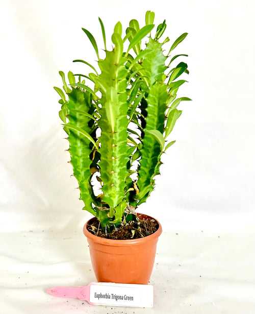 Euphorbia Trigona Green