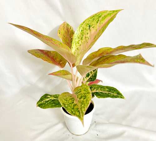 Aglaonema Lynam Tok