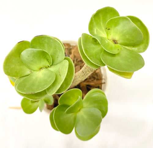 Portulaca molokiniensis