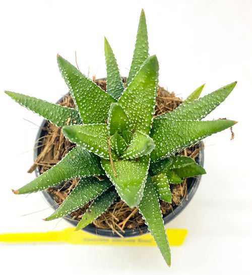 Haworthia attenuata 'Enon'