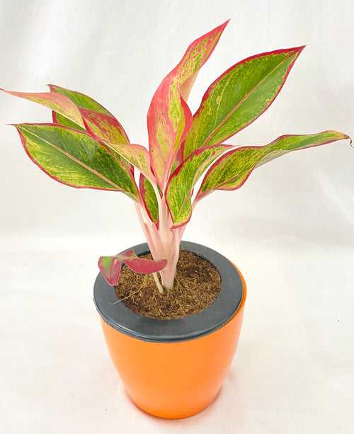 Self Watering Pot with Aglaonema Lipstick