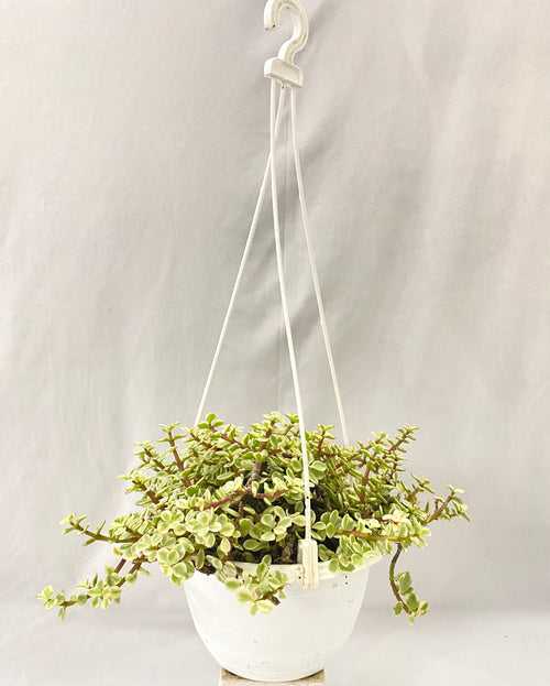 Hanging - Portulacaria Affra Mini Jade 'Dollar Queen' Variagated Variagated