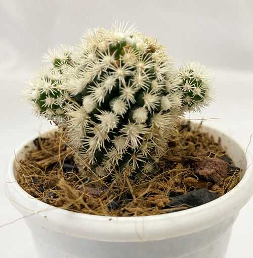 Cacti Mammilaria Vetula Arizona Snowcap