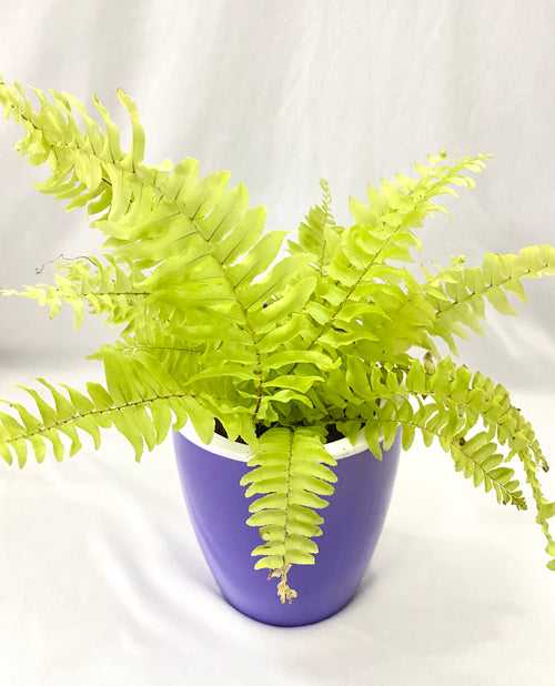 Fern in Self Watering Pot