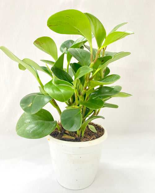 Peperomia Green Bushy