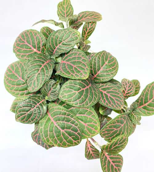 Fittonia Red (Big Leaf)