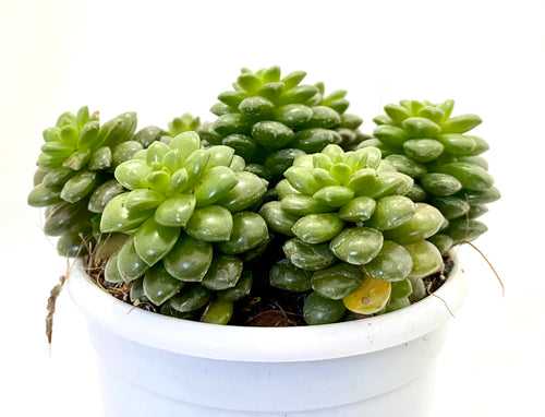 Sedum Littlegem