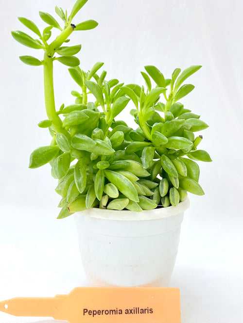 Peperomia axillaris