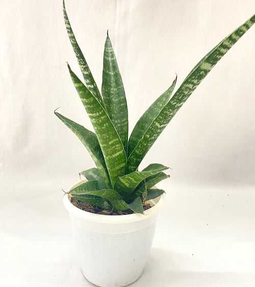 Sanseveria Hugo