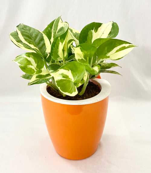 Scindaspus Njoy Money Plant in Self Watering Pot