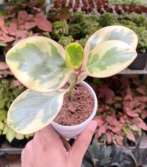 Peperomia Jellie Gold Mini