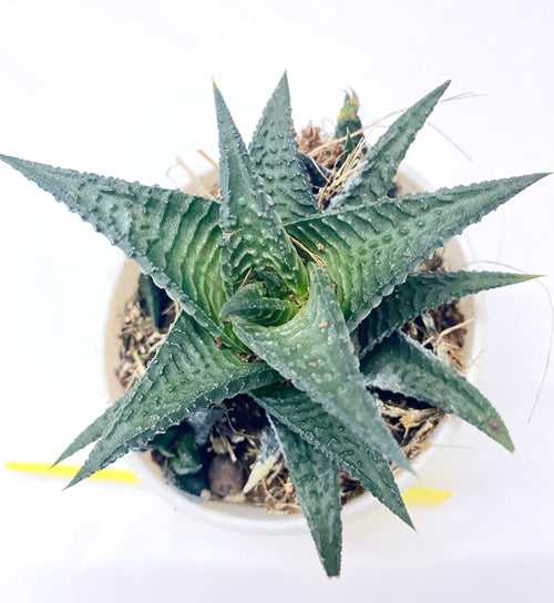 Haworthia limifolia 'Nigra'