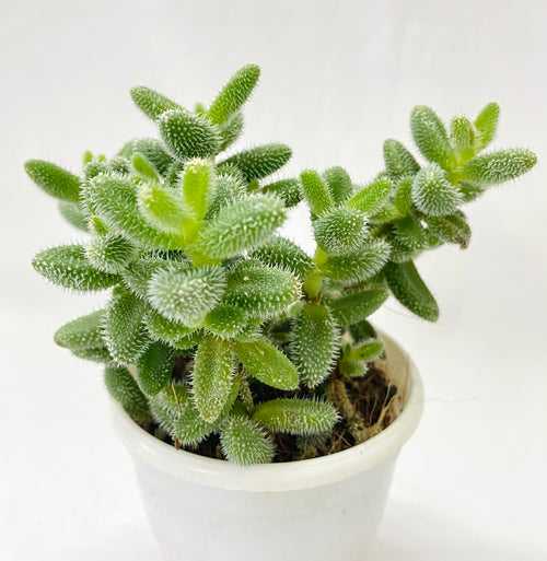 Delosperma 'echinatum