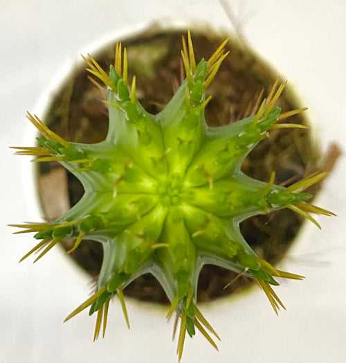 Euphorbia Fruticosa B
