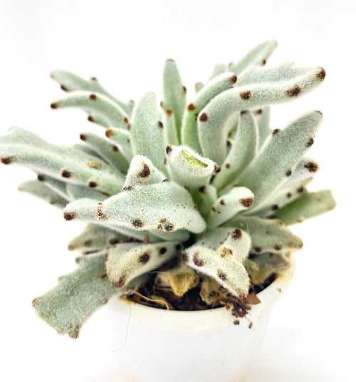 Kalanchoe tomentosa 'Sid'