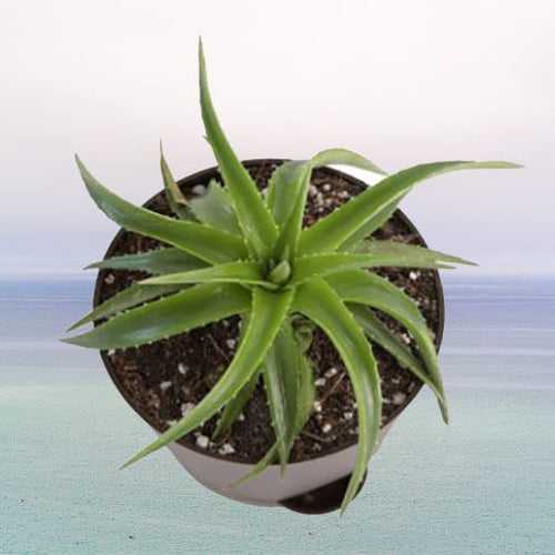 Aloe Vera Small Indoor Plant