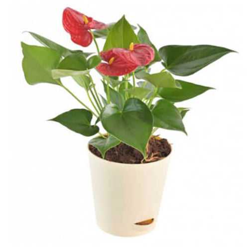 Anthurium Red Small Plant