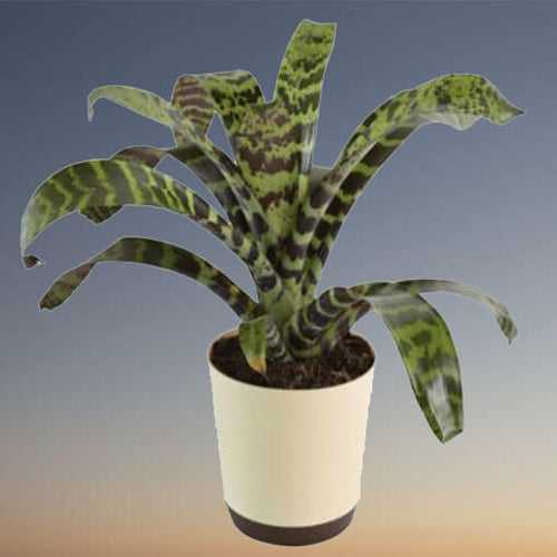 Bromeliad zebrina Plant