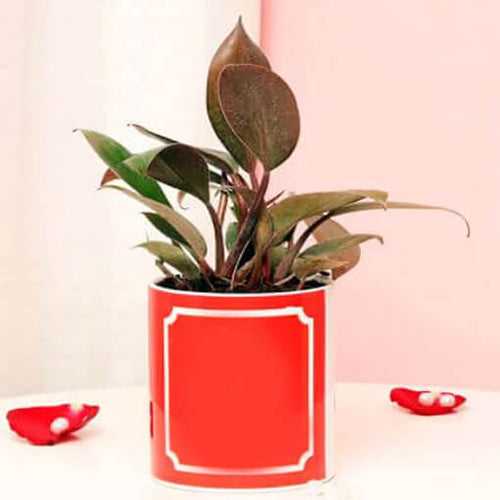 Red Leo Philodendron Plant