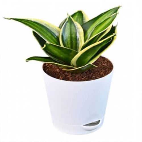 Sansevieria Trifasciata Plant