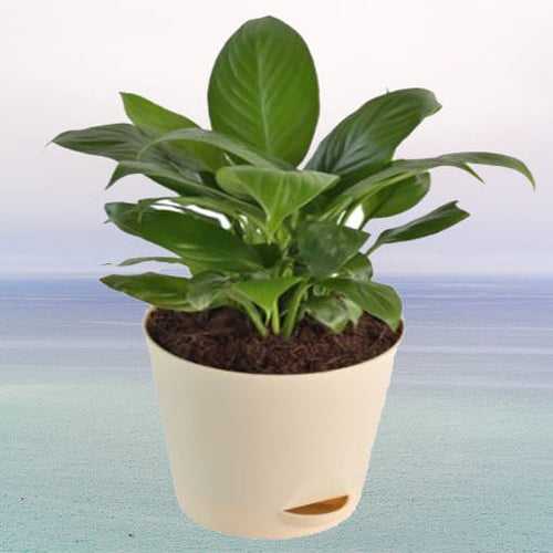 Spathiphyllum Sensation  Plant