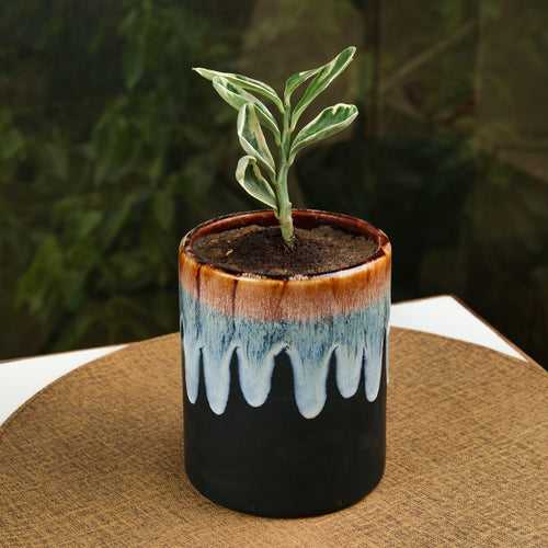 'Smokey Honey Drips' Hand Glazed Ceramic Studio Pottery Planter