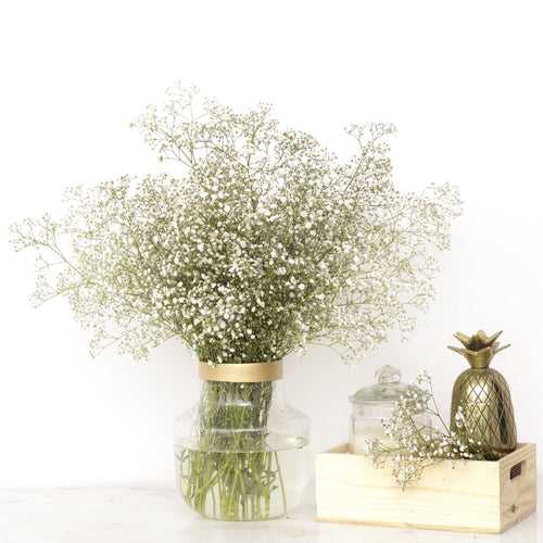 Gypsophila.