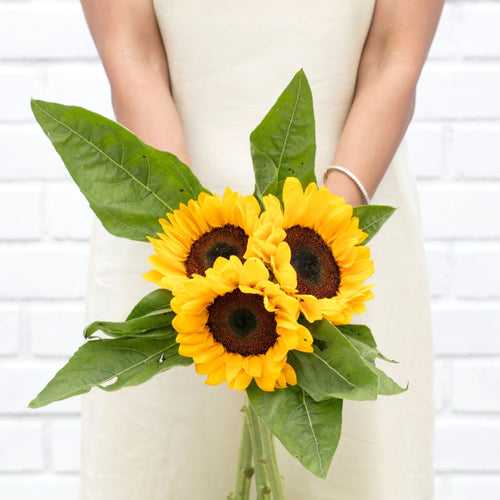 Sunflowers