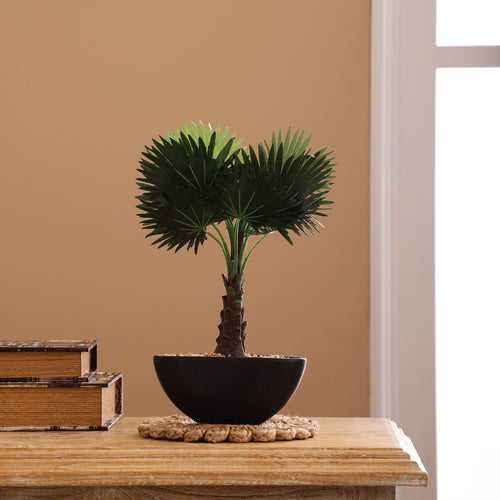 Bismarckia Bonsai Ceramic Potted Plant