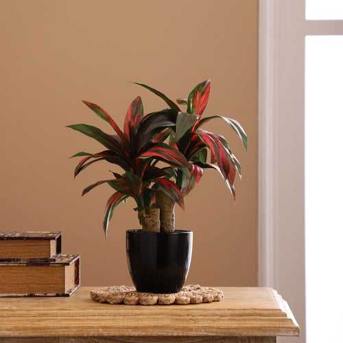 Ruby Red Dracaena Bonsai Ceramic Potted Plant