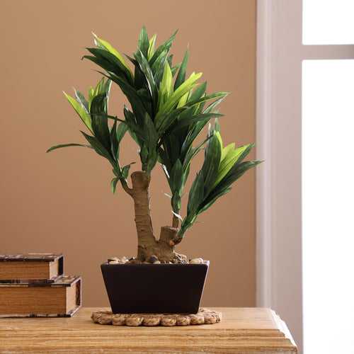 Dracaena Fragrans Bonsai Ceramic Potted Plant