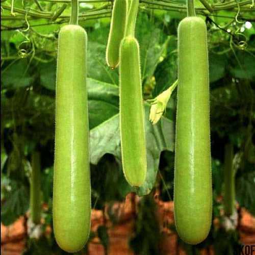 Set of 20 Vegetable Seeds to Sow in February, March in South India
