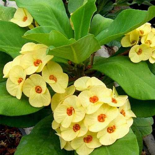 Euphorbia (Yellow) - Succulent Plant