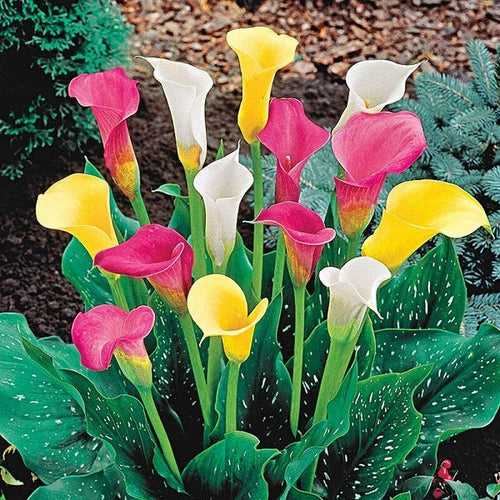 Calla Lily (Random Color) - Bulbs