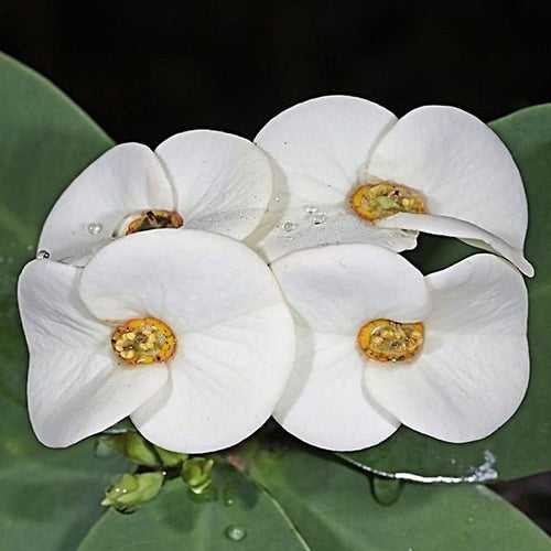 Euphorbia (White) - Succulent Plant