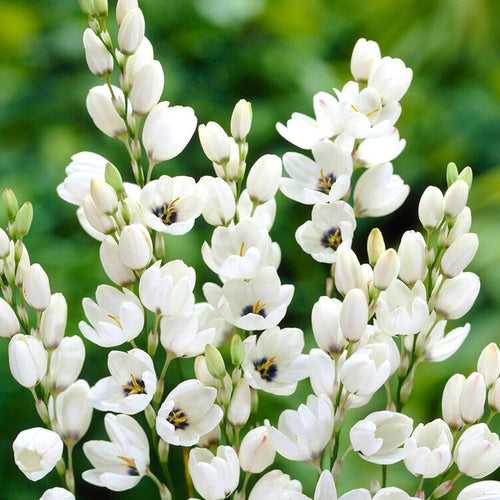 Ixia Mabel (White) - Bulbs