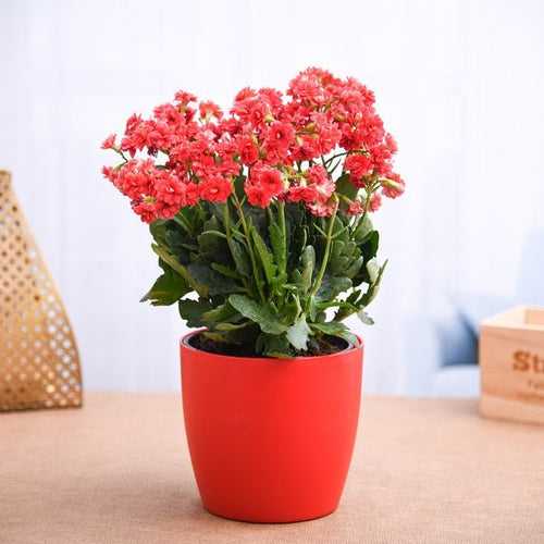 Kalanchoe (Any Color) - Plant