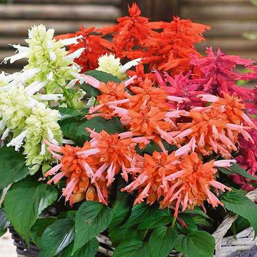 Set of 10 Flowering Seeds to Sow in February, March in North India