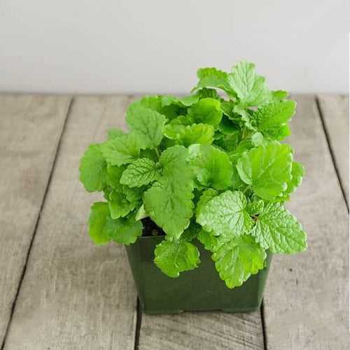 Lemon Balm - Plant