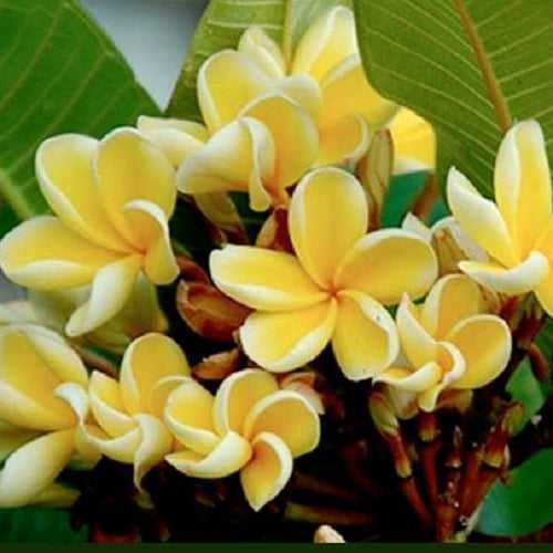 Plumeria, Champa (Yellow) - Plant