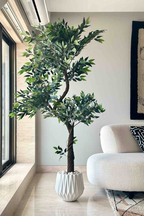 Artificial Twisted Ficus Tree - 6.5 Feet