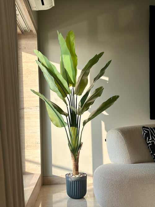 Ravenala Madagascariensis Plant - 6 Feet