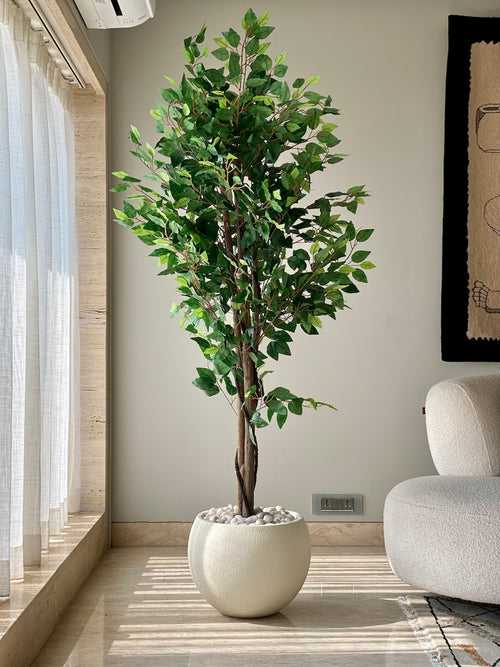 Artificial Jade Ficus Plant - 6ft