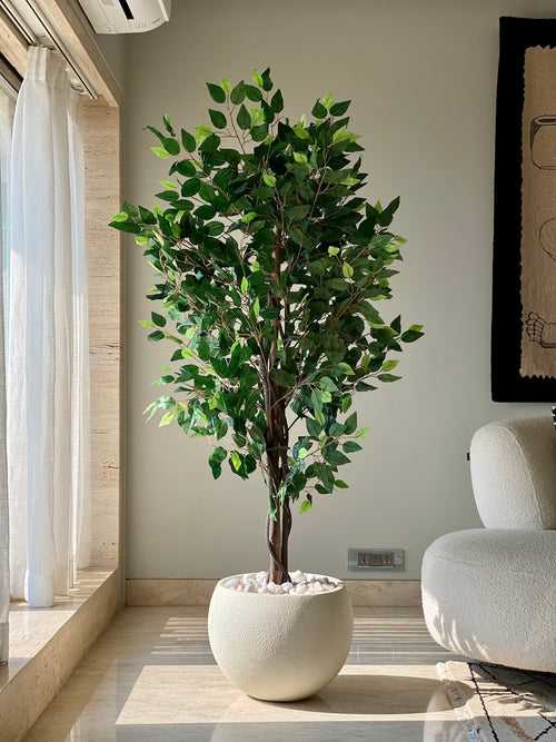Artificial Jade Ficus Plant - 5.5ft