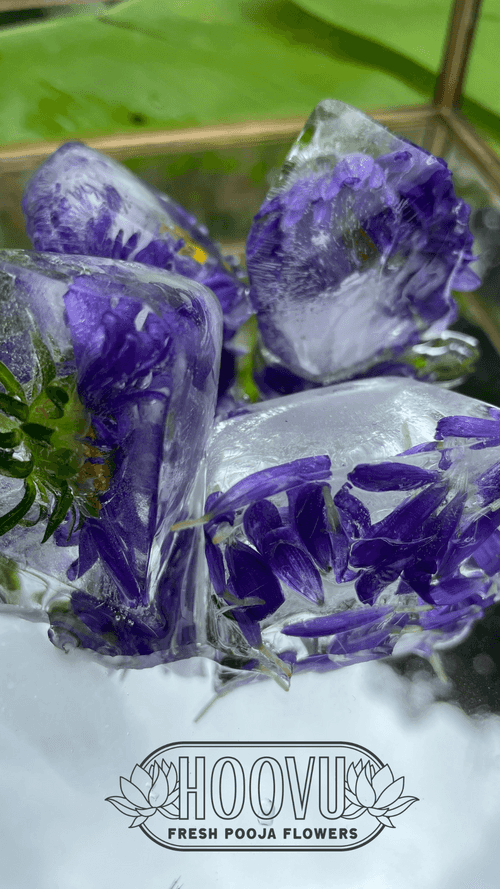 Frozen Purple Aster Wallpaper