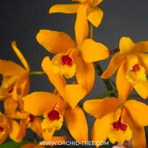 Cattleya (Ctt.) Goldbrad 'Miku' - BS