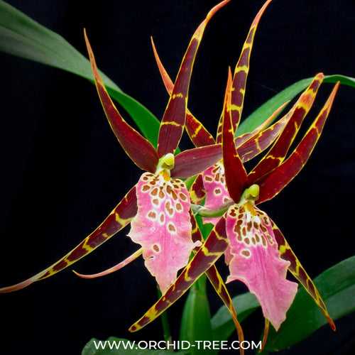 Oncidium Shelob Jumbo Nadando - FF